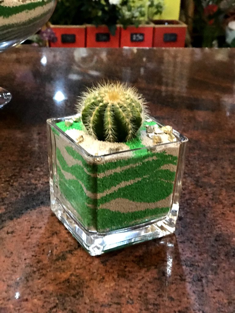 Kaktus bašta 12