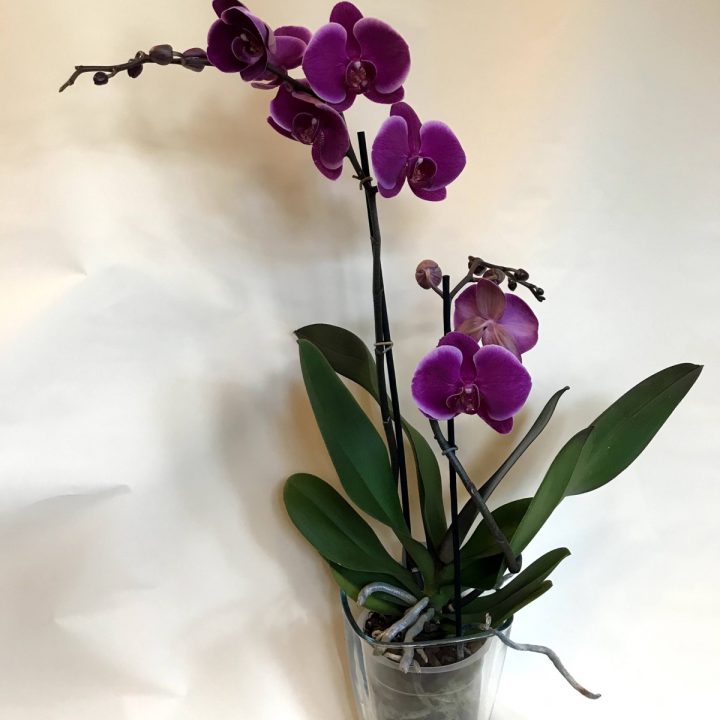 Orhideja 3 20e